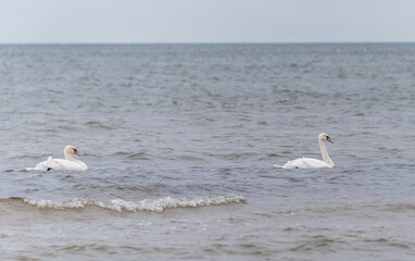 Swans on the Baltic Sea on a Winter Day
