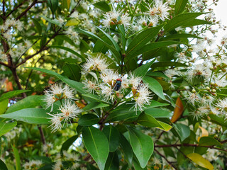close-up of white flowers and flies