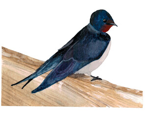 urban bird swallow watercolour illustration . on a white background, the bird is sitting . blank for postcards, children's benefits