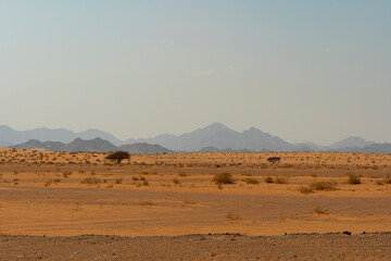 Fototapeta na wymiar Desert landscapes in remote rural area of Tabuk in north western Saudi Arabia