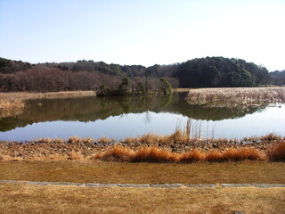 早春の公園の朝の千駄堀池風景