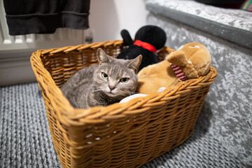 Fototapeta na wymiar cat in a toy box 