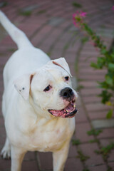 Portrait of stocky, strong-looking American Bulldog in the yard of the house