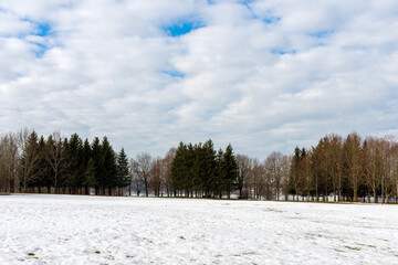 Melting white snow next to a forest on a winter day.Spring landscape.