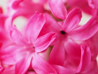 hyocinth flowers bright petals