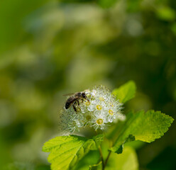Viburnum Snowball, Viburnum carlesii, is a shrub with spherical growth form and white spherical flowers