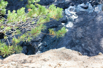 Green pine branch on the background blue rocks