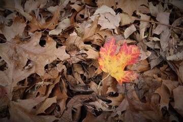 autumn leaves on the ground