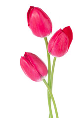 Pink tulips bouquet isolated on white background.