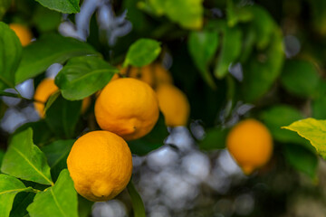 Lemon citrus growing on a hybrid tree via a graft in California USA