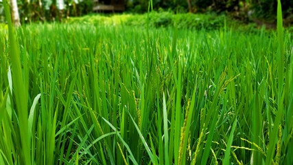 green rice field