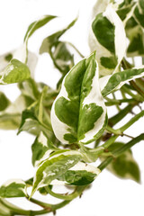 Close up of leaf of tropical 'Epipremnum Aureum N'Joy' pothos houseplant with white and green variegated leaves isolated on white background