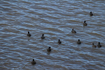 冬の川で泳ぐオオバンの群れ