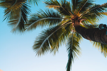 Fototapeta na wymiar coconut palm tree with empty sky