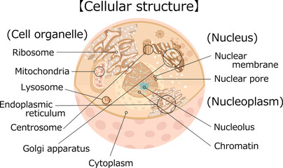 細胞構造