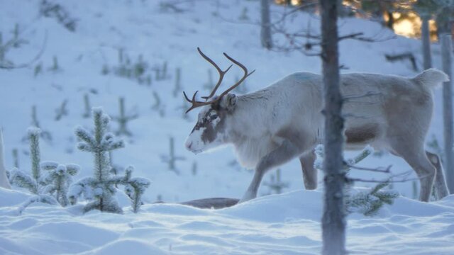 Side view of caribou bull, reindeer walking in deep cold snow during sunset in Lappland, Sweden. beautiful tracking shot in slow motion.