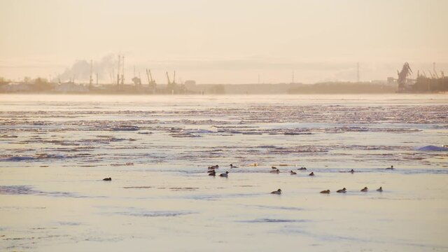 Melting ice on sea with ducks in front of industrial port, long shot