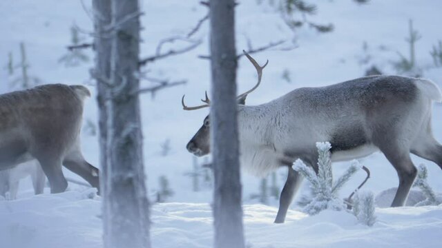 Side view of two caribou, reindeer walking in deep cold snow in Lappland, Sweden. Tracking shot in slow motion.