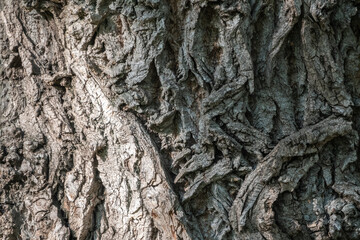 Texture of the bark of old maple tree