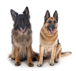 german shepherds in studio