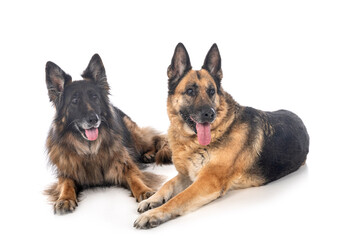 german shepherds in studio