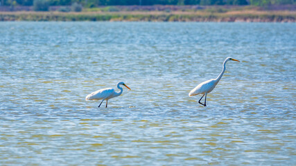 Two white herons stands in the lake