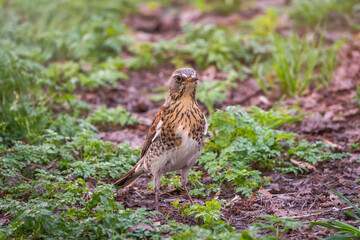 Fototapeta premium Wood bird Fieldfare, Turdus pilaris, on a sprng lawn.