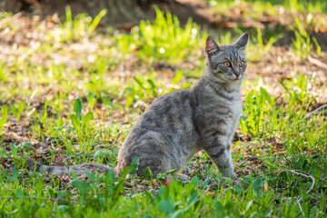Naklejka na ściany i meble A beautiful fluffy gray cat sits on a green lawn in the sunset light