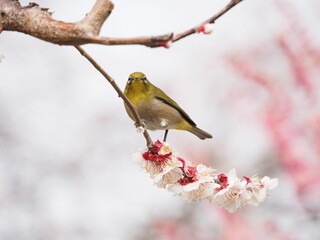 梅の枝に止まるメジロ