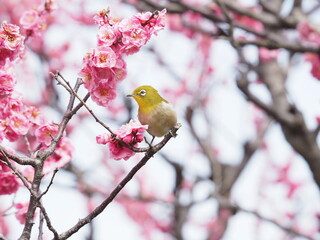 梅の枝に止まるメジロ