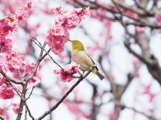 梅の枝に止まるメジロ