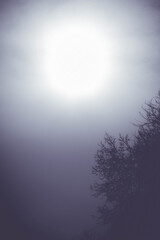 The sun shines through black clouds against the background of a dark forest.