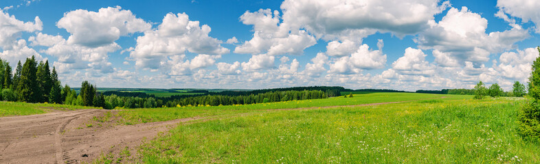 Fototapeta premium Panoramic countryside landscape with field and forest at far under beautiful blue sky with many white clouds in summer.