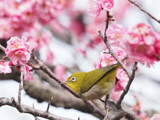 梅の枝に止まるメジロ