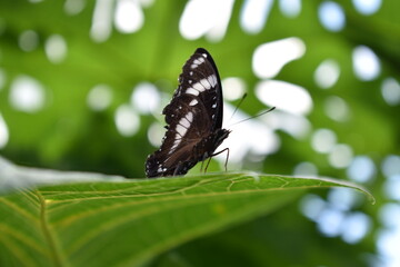 Obraz na płótnie Canvas Philippine Admirals Butterfly