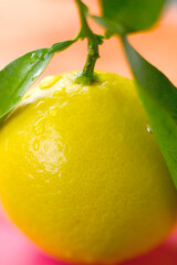 彩り／かんきつ.