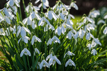 Obraz premium Sunshine Snowdrops