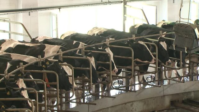Milking cows by automatic industrial milking rotary system in modern diary farm