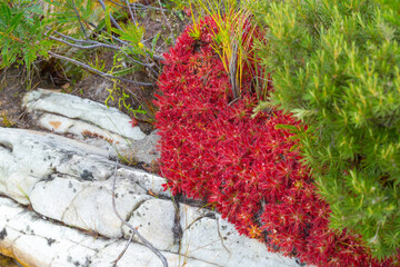 large colony of Drosera graomogolensis, a carnivorous plant, in natural habitat close to Botumirim...