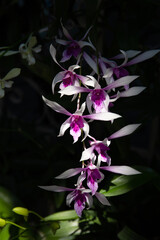 Closeup shot of beautiful Dendrobium orchids growing in a garden
