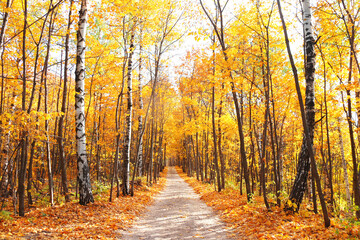 Fototapeta premium Road in autumn forest