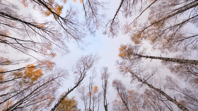 Camera look up to autumn birch trees with last leaves on tops, wide angle shot from ground. Straight perspective, all trunks point to center of frame. Sparse grove of deciduous trees