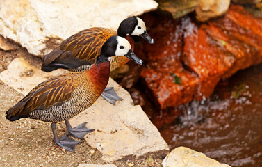 two ducks with black and white heads in Budapest