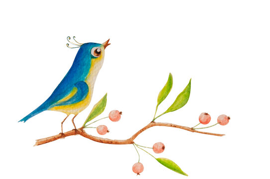 This is a watercolor illustration of a bird sitting on a branch and singing. There are berries and spring leaves on the branch. The image is isolated from the background.