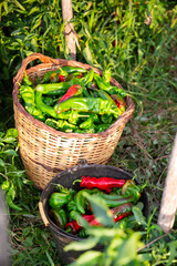 Fototapeta na wymiar Freshly picked green bell peppers in wicker basket and bucket in vegetable garden. Harvest time