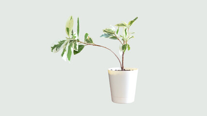 Ficus Prestige indoor plant in plain background