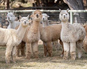 Fototapeta premium Alpacas on a Farm
