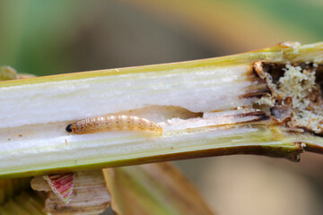 Caterpillar of The European corn borer or borer or high-flyer (Ostrinia nubilalis) on corn stalk. It is a moth of the family Crambidae. It is a one of most important pest of maize crops.