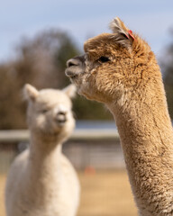 Obraz premium Alpacas on a Farm