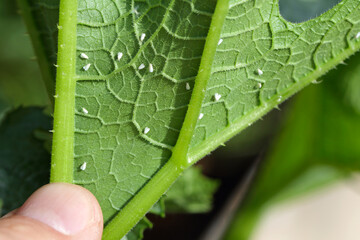 Silverleaf whitefly, Bemisia tabaci (Hemiptera: Aleyrodidae) is an important agricultural pest....